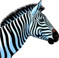 Zebra, striped horse, African savannah animal, cartoon vector Royalty Free Stock Photo