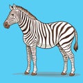 Zebra, striped horse, African savannah animal, cartoon vector Royalty Free Stock Photo