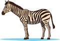 Zebra, striped horse, African savannah animal, cartoon vector Royalty Free Stock Photo