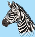 Zebra, striped horse, African savannah animal, cartoon vector Royalty Free Stock Photo