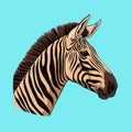 Zebra, striped horse, African savannah animal, cartoon vector Royalty Free Stock Photo