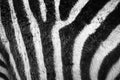 Zebra striped skin fur pattern Royalty Free Stock Photo