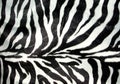 Zebra stripes Royalty Free Stock Photo