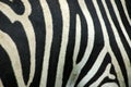 Zebra stripes