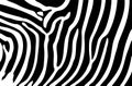 Zebra stripes background