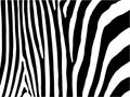 Zebra stripes background