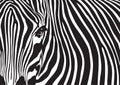 Zebra stripes background, Black and white abstract pattern design, Vector illustration. Royalty Free Stock Photo