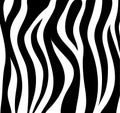 Zebra stripes black and white abstract background as skin. Vector Illustration Royalty Free Stock Photo