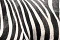 Zebra stripes black and white Royalty Free Stock Photo