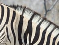 Zebra Stripes Royalty Free Stock Photo