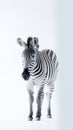 Zebra Stripes. Minimalistic Monochrome Beauty. Generative Ai