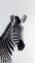 Zebra Stripes. Minimalistic Monochrome Beauty. Generative Ai Royalty Free Stock Photo