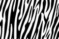 Zebra Stripes Seamless Pattern Royalty Free Stock Photo