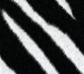 Zebra Stripes Texture Black and White Pattern Background Royalty Free Stock Photo