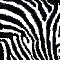 Zebra Stripes. VECTOR. Background. Pattern. A seamless pattern. Square. Ceramic tile. Mosaic.