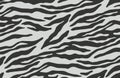 Zebra strips background pattern - illustration design