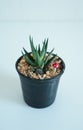 Zebra Succulent With Artificial Toadstool In The Pot