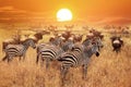 Zebra at sunset in the Serengeti National Park. Africa. Tanzania