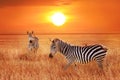 Zebra at sunset in the Serengeti National Park. Wild life of Africa.