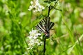 Zebra swallowtail butterfly Royalty Free Stock Photo