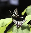 Zebra Swallowtail Butterfly Royalty Free Stock Photo