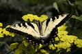 Zebra Swallowtail butterfly Royalty Free Stock Photo