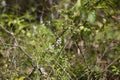 Zebra Swallowtail Butterfly Royalty Free Stock Photo