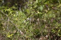 Zebra Swallowtail Butterfly Royalty Free Stock Photo