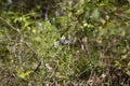 Zebra Swallowtail Butterfly Royalty Free Stock Photo