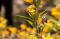 Zebra swallowtail butterfly, Eurytides marcellus Royalty Free Stock Photo