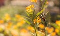 Zebra swallowtail butterfly, Eurytides marcellus Royalty Free Stock Photo