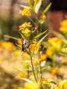 Zebra swallowtail butterfly, Eurytides marcellus Royalty Free Stock Photo