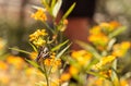 Zebra swallowtail butterfly, Eurytides marcellus Royalty Free Stock Photo