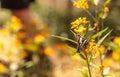 Zebra swallowtail butterfly, Eurytides marcellus Royalty Free Stock Photo