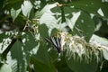 Zebra swallowtail butterfly feeding Royalty Free Stock Photo