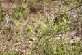 Zebra Swallowtail Butterfly Flying Royalty Free Stock Photo