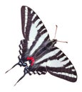 Zebra Swallowtail Butterfly Isolated