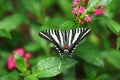 Zebra Swallowtail Butterfly Royalty Free Stock Photo