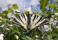 Zebra Swallowtail Butterfly Royalty Free Stock Photo