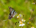 Zebra swallowtail butterfly - Protographium marcellus - eating nectar on Bidens alba or Spanish needle Royalty Free Stock Photo