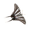 Zebra swallowtail butterfly - Protographium marcellus - isolated cutout on white background Royalty Free Stock Photo