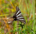 Zebra swallowtail butterfly - Protographium marcellus - perfect dorsal view - Cnidoscolus stimulosus Royalty Free Stock Photo