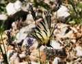 Zebra Swallowtail Butterfly Royalty Free Stock Photo