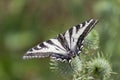 Zebra Swallowtail Butterfly Sunbathing