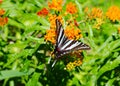 A Zebra Swallowtail butterfy in the bright June sunshine