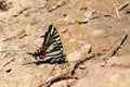 Zebra Swallowtail (Eurytides marcellus) Royalty Free Stock Photo