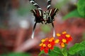 Zebra Swallowtail hover lands on Lantana