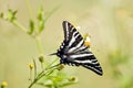 A Zebra Swallowtail perched