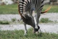 Zebra swatting