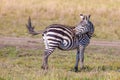 Zebra swishing tail Royalty Free Stock Photo